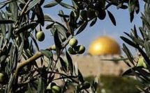 L’enfant et l’olivier