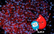 Deux médicaments régénèrent les cellules pancréatiques en seulement 48 heures pour les Diabètiques de type 1