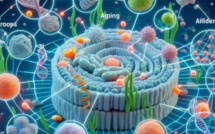Une protéine qui pourrait ralentir le vieillissement cellulaire			