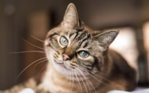 Un chat battu à mort reçoit des dommages et intérêts en France