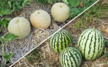 Zagora face au stress hydrique : Les autorités passent à l'action pour sauver l'or vert