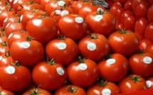 Qui veut la peau de la tomate made in Morocco !?