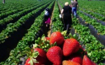 16.000 saisonnières marocaines pour l’année 2024