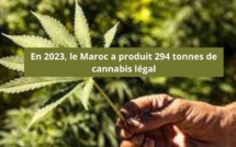 La première récolte de cannabis légal marocain s’établie à 294 tonnes en 2023