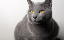 Voici les races de chats avec les plus longues espérances de vie