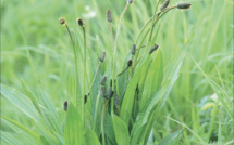 Les vertus du Plantain, cette plante guérit tout