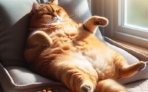 Je voudrais Être un chat pour ne rien foutre