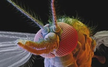 La moustique, ce vampire miniature équipé d'une technologie de pointe