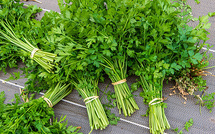 Le persil : un trésor de bienfaits pour la santé et un pilier de la cuisine marocaine