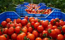 La saga des tomates hors de prix continue