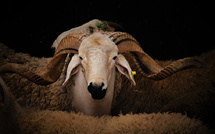 L’Aïd Al Adha face aux défis climatiques et économiques