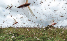 Criquets pèlerins : Une menace agricole venue d’Algérie