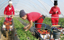 Récolte de fraises, récolte de droits : un syndicat voit le jour