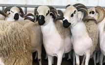 Un plan d’envergure de près de six milliards de dirhams pour revitaliser l’élevage au Maroc