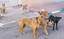 Chiens errants : le Maroc mise sur la stérilisation, pas sur la violence