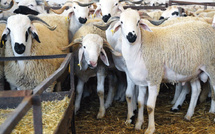 Le Maroc débloque 6,2 milliards pour sauver son cheptel en péril