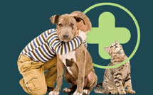 Incroyable mais vrai : Sanlam Maroc lance la première assurance santé animale du Royaume