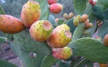 La figue de barbarie en voie de disparition !?