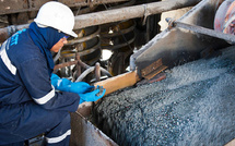 Cobalt : Le Maroc Devance Tout le MENA et Brille en Tech