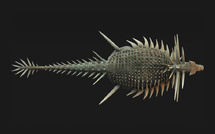 Découverte au Maroc d’un dinosaure couvert de piques