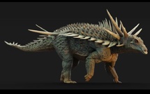 Spicomellus : un fossile découvert au Moyen Atlas réécrit l’histoire des dinosaures au Maroc