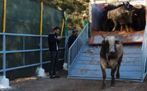 Un pari de 11 milliards pour sauver le cheptel bovin marocain