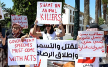Manifestation à Rabat contre les amendes visant ceux qui nourrissent les animaux errants