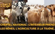 Recensement du cheptel national : l’Intérieur prend les rênes, l’Agriculture à la traîne..