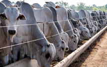 Maroc–Brésil : un pont bovin pour apaiser le marché de la viande rouge