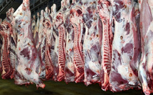 La viande rouge flambe à Casablanca : jusqu’à 115 DH/kg au marché de gros
