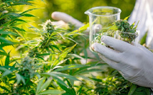 Cannabis médical : le Maroc franchit une étape historique