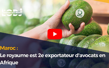 Maroc : Le royaume est 2e exportateur d'avocats en Afrique