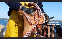 Pêche au poulpe suspendue : une mesure écologique saluée