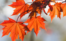 Couleurs automnales 2025-2026 : entre chaleur, audace et luxe discret