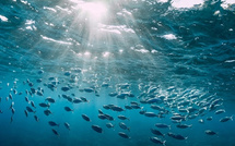 Le Maroc et la protection de ses océans : un pari pour 2030