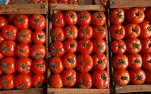 Le Maroc, deuxième fournisseur de tomates pour l’Union européenne