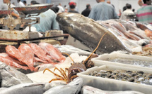 Inde 2026 : vitrine planétaire pour le poisson marocain