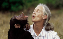 Jane Goodall : la voix des chimpanzés et des âmes sensibles