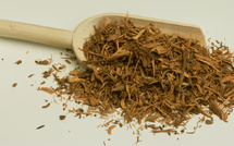 Le ratanhia : une racine médicinale aux vertus insoupçonnées