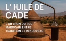 L’huile de cade : l’or brun du Sud marocain entre tradition et renouveau