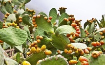 Enfin, la filière marocaine des Figues de Barbarie renaît de ses cendres…
