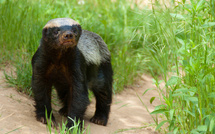 "3ssila" : le petit ratel qui fait trembler les lions… et les réseaux