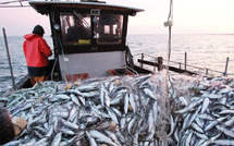 Ports méditerranéens : 13 516 tonnes débarquées à fin octobre, une hausse de 6 %