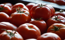 Tomates: le Maroc s’installe sur le podium mondial des exportateurs
