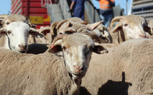 Le gouvernement débloque 6 milliards de dirhams pour soutenir directement les éleveurs de bétail