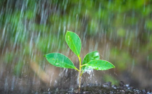 Les pluies automnales redonnent espoir au secteur agricole