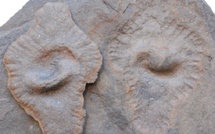 ​Inauguration d'une Exposition Internationale à l'Université Cadi Ayyad : un voyage à travers l'évolution de la vie