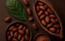 La crise du cacao 2025 : pourquoi les prix du chocolat explosent avant les fêtes
