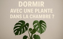 Dormir avec une plante dans la chambre : danger réel ou fausse croyance ?