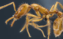 Temnothorax lailae, la nouvelle fourmi découverte à Chtouka Aït Baha